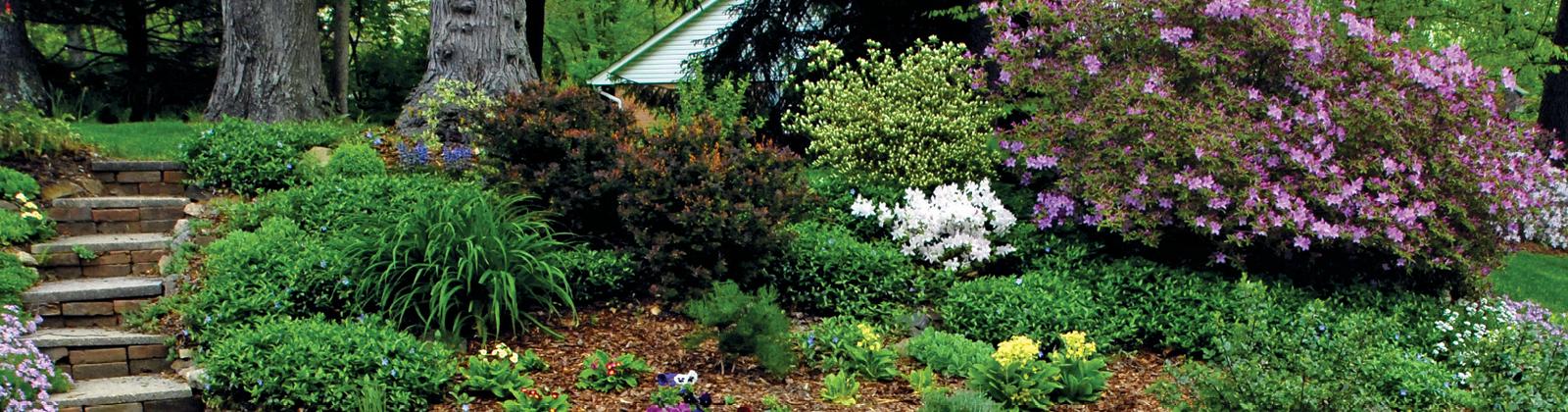 Tree and shrub service near me