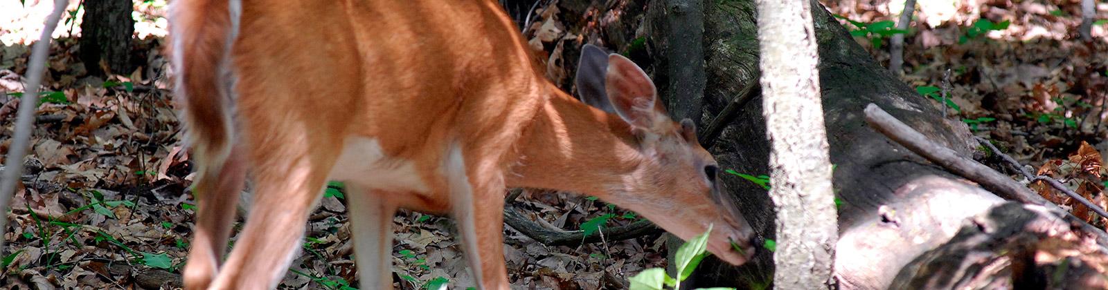 Deer Repellent Service