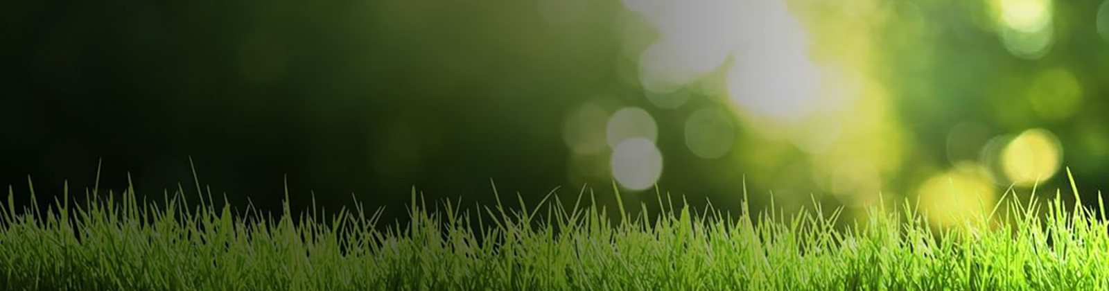 Organic-Based Weed Control Service for Lawns