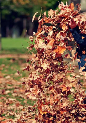 7 Fall Lawn Care Tips
