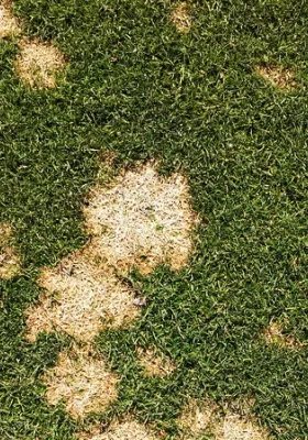 How To Treat Snow Mold in Your Yard