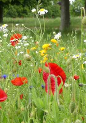 7 Spring Lawn Care Tips