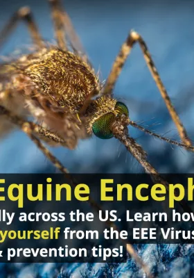 Eastern Equine Encephalitis (EEE): Protect Your Family with Mosquito Control