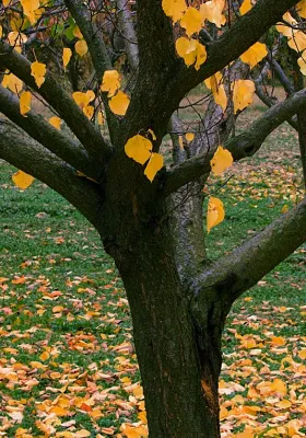 November Lawn Care Tips: Your Essential Lawn Care Checklist