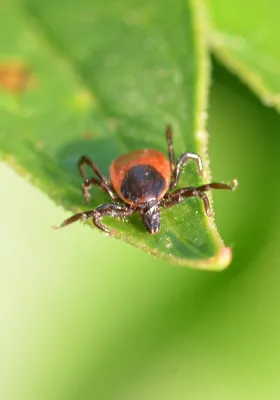 Understanding and Preventing Tick Bites